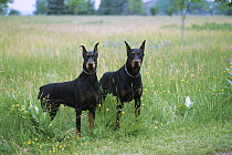 Doberman Pinscher (Canis familiaris) male and female with clipped ears