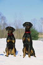 Doberman Pinscher (Canis familiaris) female and male with natural ears in snow