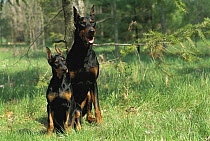 Doberman Pinscher (Canis familiaris) dad and pup with clipped ears sitting in grass