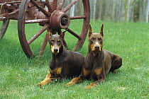Doberman Pinscher (Canis familiaris) pair of Red Dobermans with clipped ears laying in grass