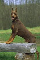 Doberman Pinscher (Canis familiaris) male red with clipped ears, standing on bench