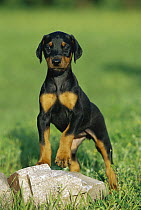 Doberman Pinscher (Canis familiaris) puppy with natural ears