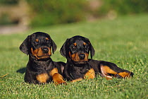 Doberman Pinscher (Canis familiaris) two puppies with natural ears laying in grass
