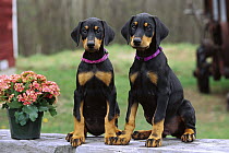 Doberman Pinscher (Canis familiaris) two puppies with natural ears