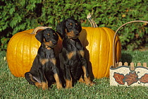 Doberman Pinscher (Canis familiaris) pair of puppies with natural ears sitting with Pumpkins