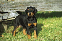 Doberman Pinscher (Canis familiaris) puppy with natural ears standing in grass