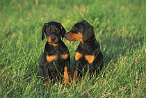Doberman Pinscher (Canis familiaris) two puppies with natural ears in tall grass
