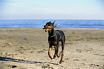 Doberman Pinscher (Canis familiaris) adult with clipped ears fetching stick at beach