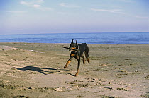 Doberman Pinscher (Canis familiaris) adult with clipped ears playing fetch on the beach