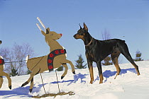 Doberman Pinscher (Canis familiaris) curious male with clipped ears investigating Reindeer
