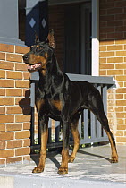 Doberman Pinscher (Canis familiaris) standing at attention