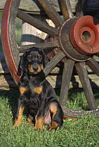 Doberman Pinscher (Canis familiaris) puppy with natural ears sitting near wagon wheel