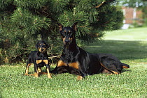 Doberman Pinscher (Canis familiaris) mom with clipped ears and tail and unclipped puppy