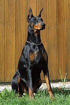 Doberman Pinscher (Canis familiaris) adult with clipped ears sitting