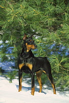 Doberman Pinscher (Canis familiaris) adult female with clipped ears standing in snow