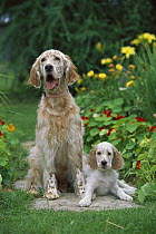 English Setter (Canis familiaris) mom and puppy in garden