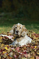 English Setter (Canis familiaris) puppy laying in fall leaves