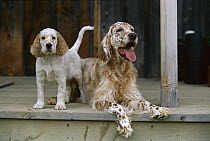English Setter (Canis familiaris) mom and puppy on porch