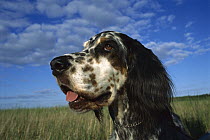 English Setter (Canis familiaris) wide-angle close-up portrait