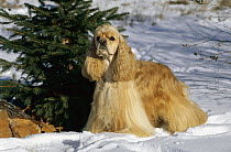 Cocker Spaniel (Canis familiaris) portrait in snow