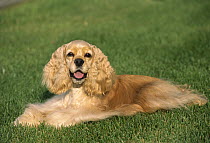 Cocker Spaniel (Canis familiaris) portrait laying in grass