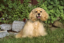 Cocker Spaniel (Canis familiaris) portrait