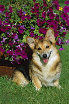 Welsh Corgi (Canis familiaris) portrait with Petunia plant
