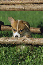 Welsh Corgi (Canis familiaris) puppy with floppy ear