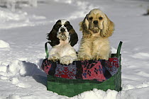 Cocker Spaniel (Canis familiaris) two puppies in snow
