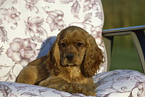 Cocker Spaniel (Canis familiaris) puppy sitting in chair