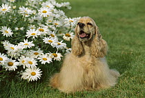 Cocker Spaniel (Canis familiaris) portrait with daisy patch