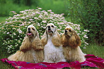 Cocker Spaniel (Canis familiaris) three puppies sitting on blanket