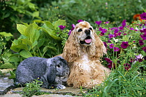 Cocker Spaniel (Canis familiaris) resting with rabbit