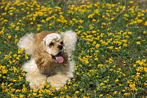 Cocker Spaniel (Canis familiaris) laying in flowers