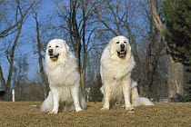 Great Pyrenees (Canis familiaris) pair of males