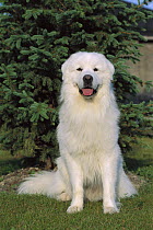 Great Pyrenees (Canis familiaris) portrait sitting