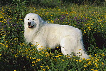 Great Pyrenees (Canis familiaris) portrait amid wildflowers