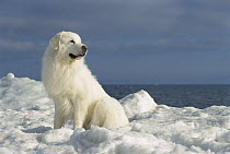 Great Pyrenees (Canis familiaris) portrait in snow
