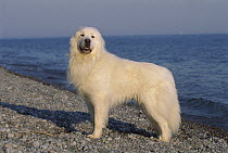 Great Pyrenees (Canis familiaris) portrait at beach