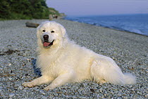 Great Pyrenees (Canis familiaris) on beach