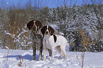 German Shorthaired Pointer (Canis familiaris) adult and puppy in snow