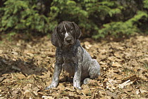 German Shorthaired Pointer (Canis familiaris) curious puppy sitting in leaves