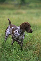 German Shorthaired Pointer (Canis familiaris) pointing, liver and white spotted coat