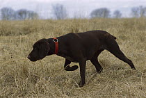 German Shorthaired Pointer (Canis familiaris) pointing
