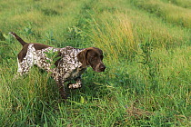 German Shorthaired Pointer (Canis familiaris) pointing