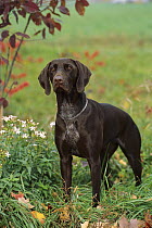 German Shorthaired Pointer (Canis familiaris) liver coat