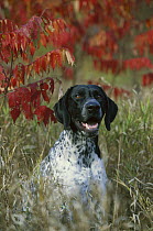 German Shorthaired Pointer (Canis familiaris) portrait fall