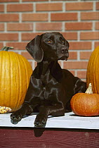 German Shorthaired Pointer (Canis familiaris) puppy with liver coat