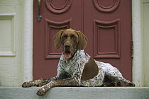 German Shorthaired Pointer (Canis familiaris) laying on step