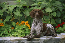 German Shorthaired Pointer (Canis familiaris) laying on rock wall